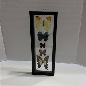Framed Real 5 Butterfly Display with Black Frame